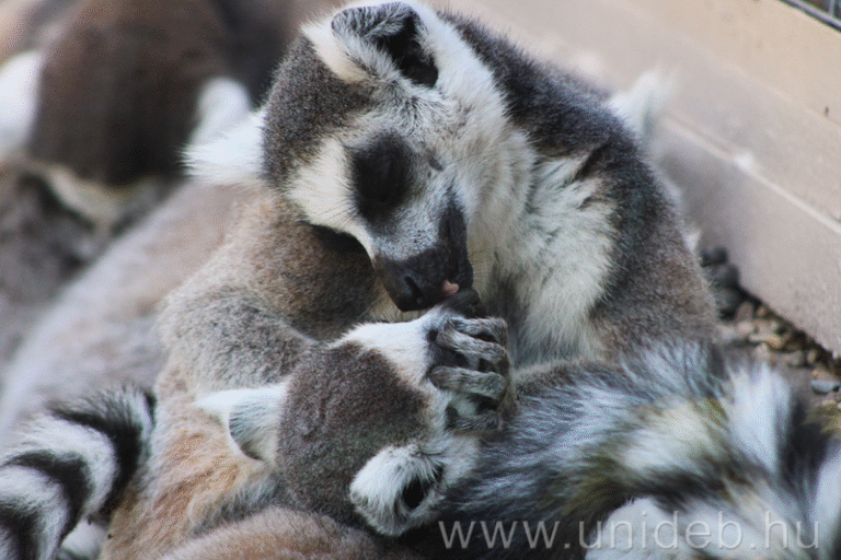 1_Gyűrűsfarkú_maki_Ring-tailed_lemur_Lemur_catta 20250814 1 DE, TTK