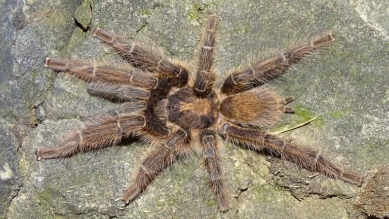 Satyrex speciosus male Somaliland - Pavel Just