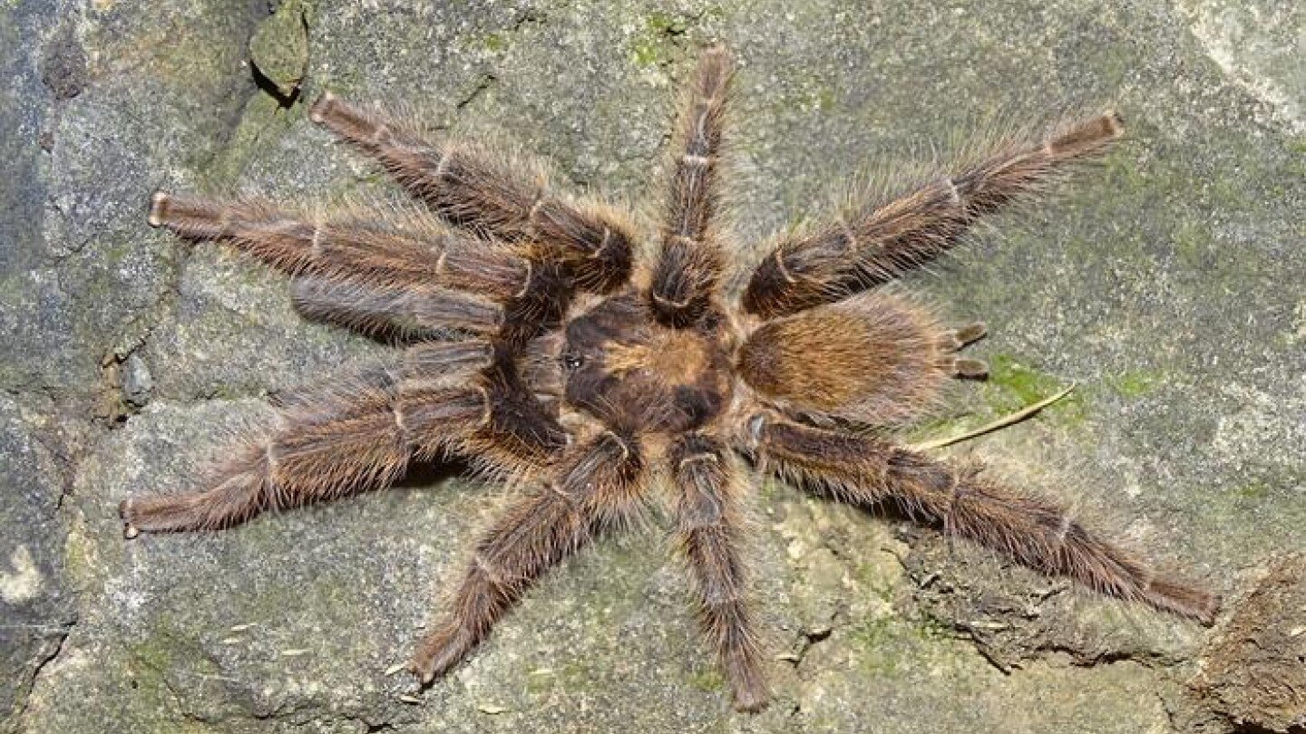 Satyrex speciosus male Somaliland - Pavel Just