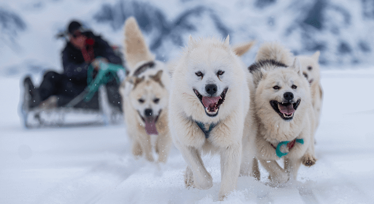 Sl_dehunde1100X600