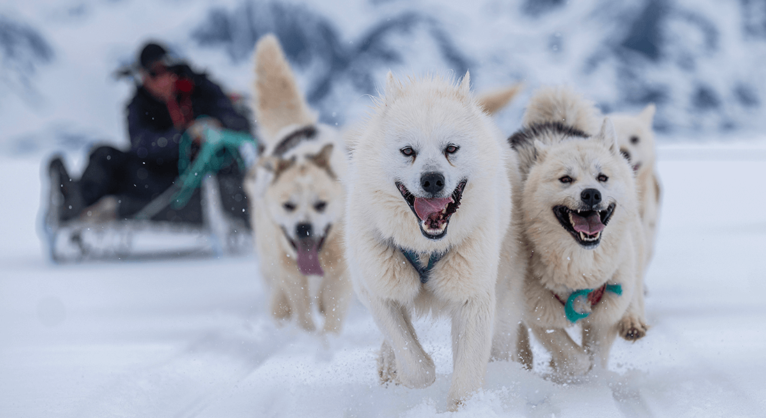 Sl_dehunde1100X600