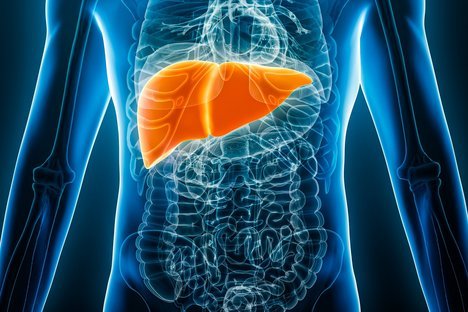 Xray,Anterior,Or,Front,View,Of,Human,Liver,3d,Rendering
