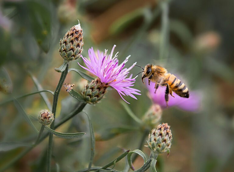 csm_uni-graz-biene-wildblume_0b36aef8a8