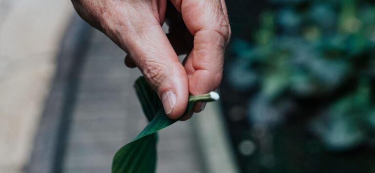 giftigeplanten_2 copy