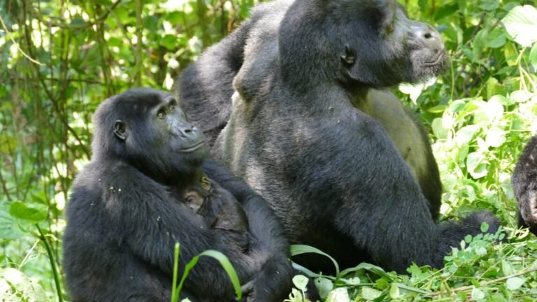 mountain-gorillas