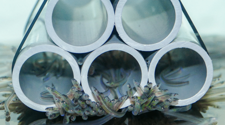 th-1024x0-anguilles-2.png