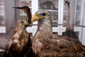 20260212_ROHU Regionális Határ-menti Vadvilág Monitoring Központ_10_8359_DI.JPG