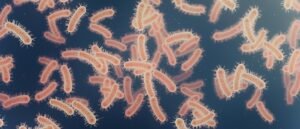 E.coliGettyImages-1325900337_1932