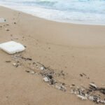 mp20211212-plastic-bottles-and-other-waste-on-sea-beach_1