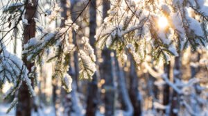 mp29241611-close-up-of-fir-branches-with-flakes-of-snow-with-the-dawn-sun-on-the-background-christmas-frosty-morning-winter-landscape-tranquil-nature-in-sunlight-in-park_1