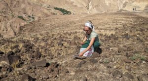 AAO-sampling-wild-plants-near-Ma_in-in-Jordan1100x600