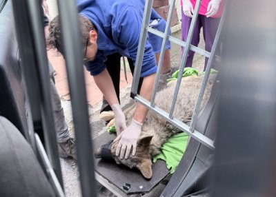 Kafel interwencja do wilka