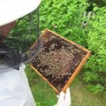 csm_Foto_vcely_1_ca93cb9252