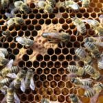 csm_Hniloba_foto_1_d53d05c776