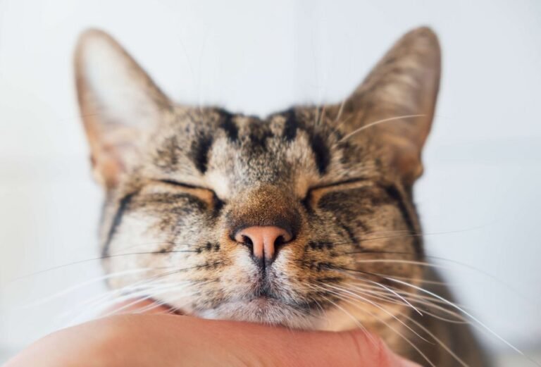 csm_shutterstock_1951795225_76f483a693