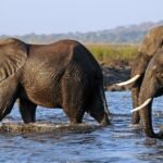 057_Chobe_NP_Botswana_-_African_elephant__Loxodonta_africana__Source__Laura_Bertola_1100pix