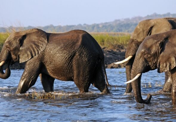 057_Chobe_NP_Botswana_-_African_elephant__Loxodonta_africana__Source__Laura_Bertola_1100pix