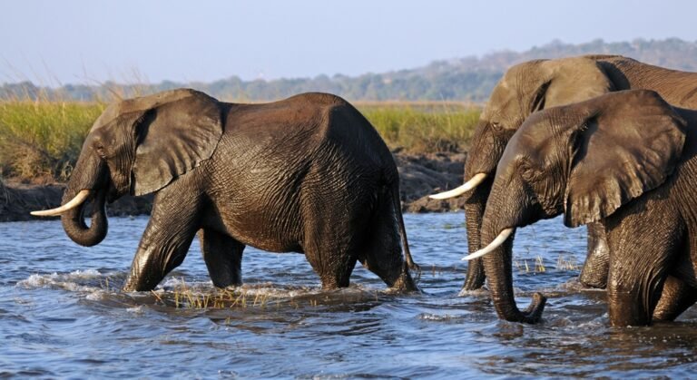 057_Chobe_NP_Botswana_-_African_elephant__Loxodonta_africana__Source__Laura_Bertola_1100pix