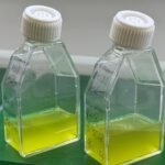 Nannochloropsis-oceanica