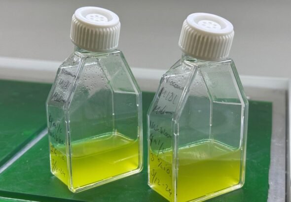 Nannochloropsis-oceanica