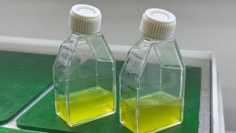 Nannochloropsis-oceanica