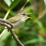 Tokarasångare, sjungande hane