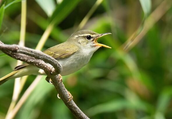 Tokarasångare, sjungande hane