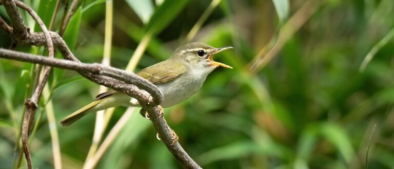 Tokarasångare, sjungande hane