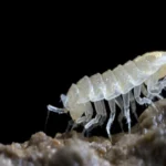 Trichoniscidae_Androniscus_SneznaJamaNaRaduhi_2020_4_PHONE__ExtRewriteWyJqcGciLCJ3ZWJwIl0