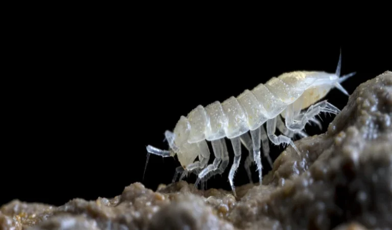 Trichoniscidae_Androniscus_SneznaJamaNaRaduhi_2020_4_PHONE__ExtRewriteWyJqcGciLCJ3ZWJwIl0