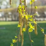 csm_Birke_Pollenservice_Bastl_2_1796997de8