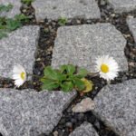 csm_sedmikraska_foto_frantisek-lamla_aktualita_e678b1d4b8