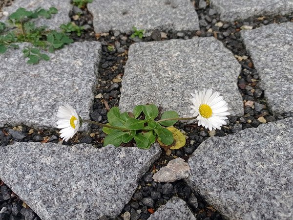 csm_sedmikraska_foto_frantisek-lamla_aktualita_e678b1d4b8