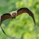 flying-bat_adobestock_122914089_16-9