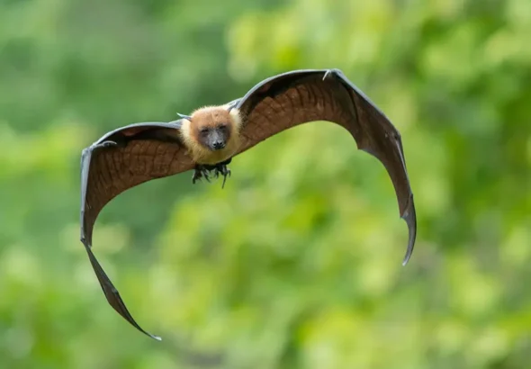 flying-bat_adobestock_122914089_16-9