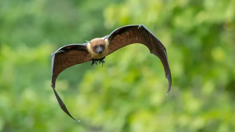 flying-bat_adobestock_122914089_16-9