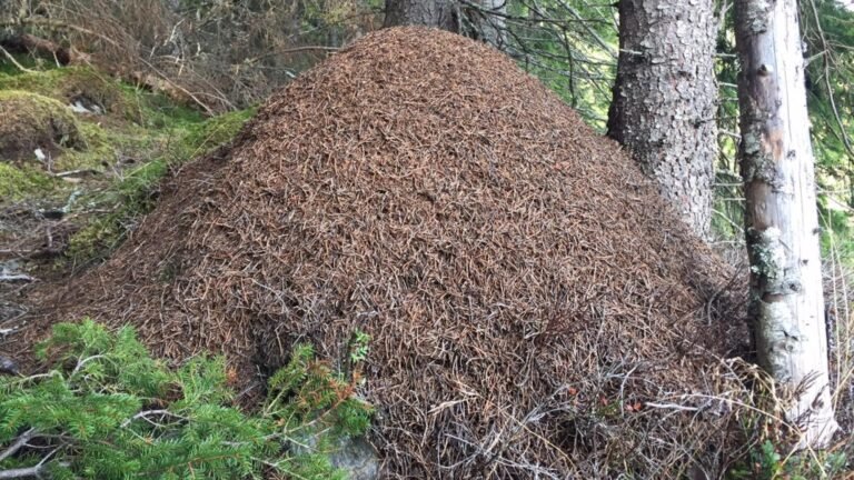 tupsukekomuurahainenkuvafrodeodegaardnorskinstituttfornaturforskningccby-sa40_1920