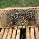 1000042643