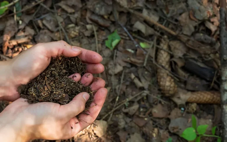 Hand soil 1_Uute Scientific.jpeg