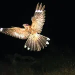 RNN in flight_Carlos Camacho_1 (1).jpg