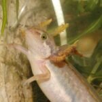 th-1024x0-amphibien_m.denoel_2026.jpg